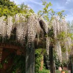 Vistéria čínska (Wisteria sinensis) ´LONGISSIMA ALBA´ - výška 180-210 cm, kont. C3L